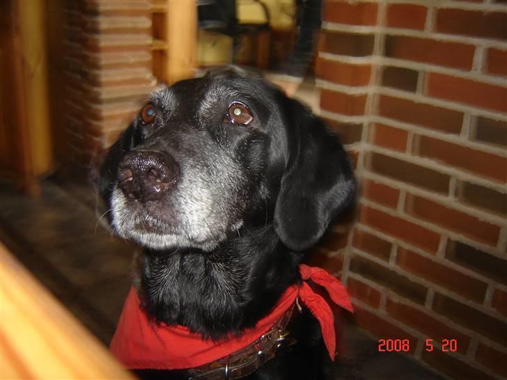 Blanding af racer R.I.P. Trunte - er jeg ikke sød billede 12