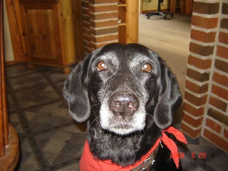 Blanding af racer R.I.P. Trunte - jeg elsker at værer sammen med mine venner men jeg kan også godt lide at blive taget billeder af billede 13