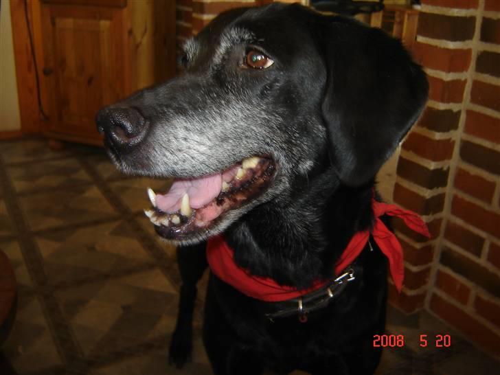 Blanding af racer R.I.P. Trunte -  hihi hved i hvad der står på den røde ting jeg har om min hals der står lille men sej billede 14