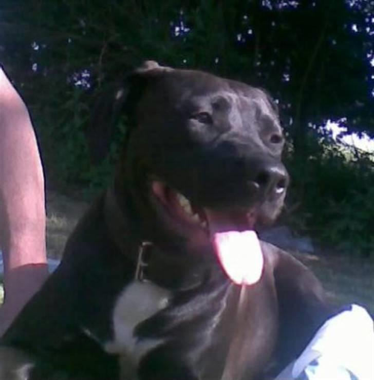 Amerikansk staffordshire terrier Jackie billede 7