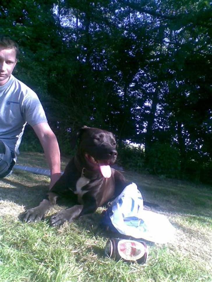 Amerikansk staffordshire terrier Jackie billede 8