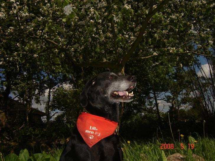 Blanding af racer R.I.P. Trunte - se selv på den røde ting jeg har om min hals der står lille men sej på den billede 15