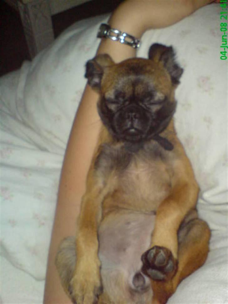 Griffon petit brabancon Sandie billede 6