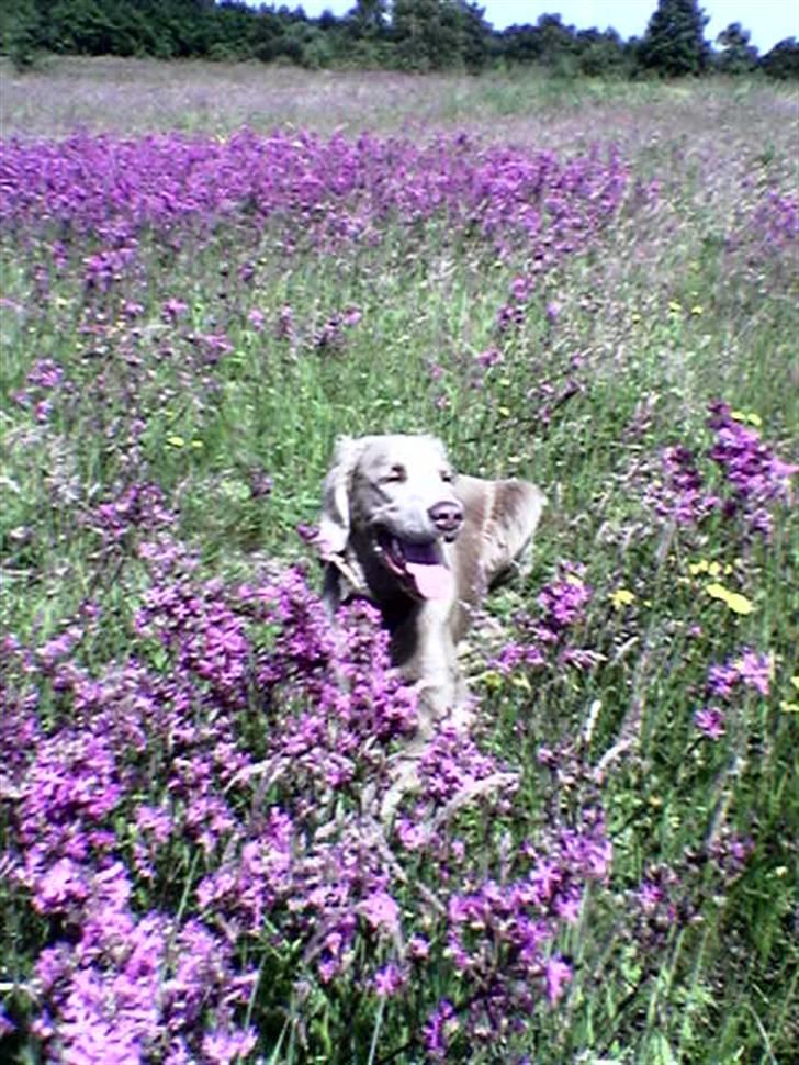 Langhåret Weimaraner Fuchs Vom Jungholz (Død) - Smuk i sommerblomsterne...Juni 2005 billede 19