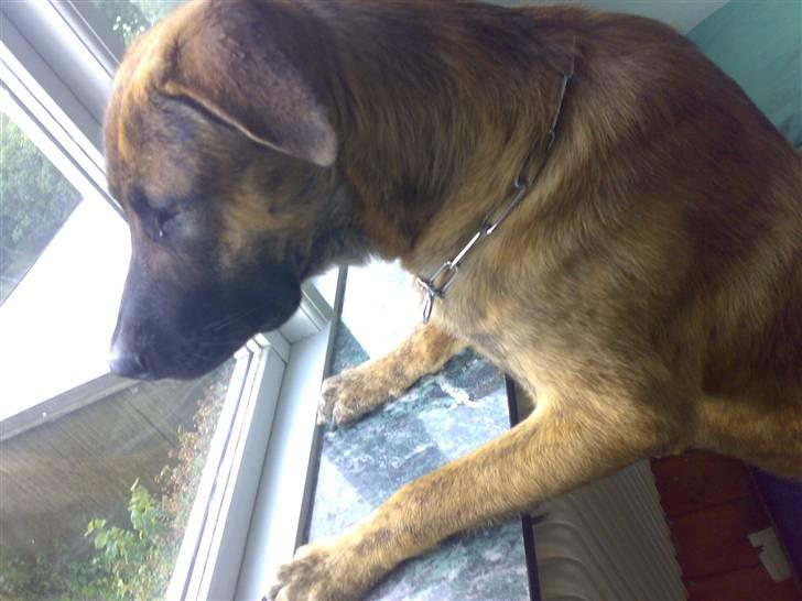 Blanding af racer Sofus - hmm far hvor er du billede 13