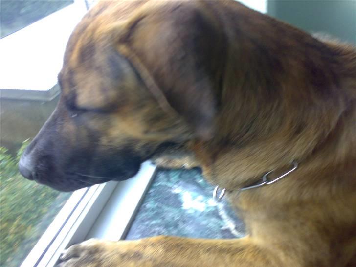 Blanding af racer Sofus - kommer du ikk snart far.. billede 15