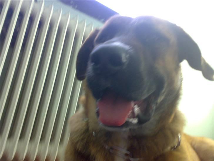 Blanding af racer Sofus - rakke tunge ja det kan jeg da.. billede 16