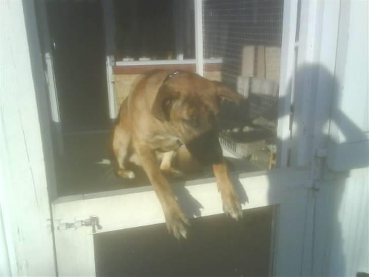 Blanding af racer Sofus - her springer sofus over det nederste af hvores door det er 120 cm hoojt.. folt  billede 17