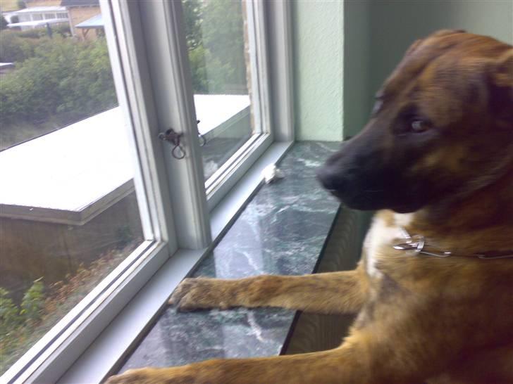 Blanding af racer Sofus - nu kommer far.. jubii.. billede 18