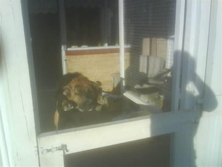 Blanding af racer Sofus - hopper lige 120 cm.. dyglig hund.. billede 19