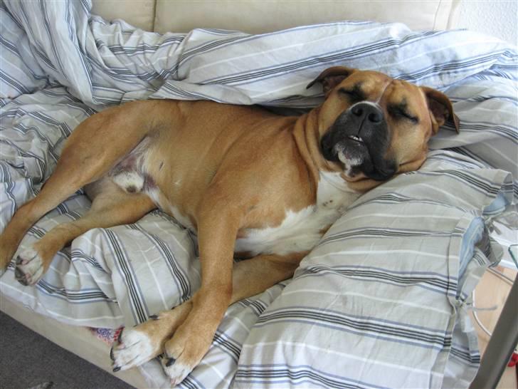 Amerikansk staffordshire terrier Cosmo (Tyson) R.I.P 30-6-2011 billede 5