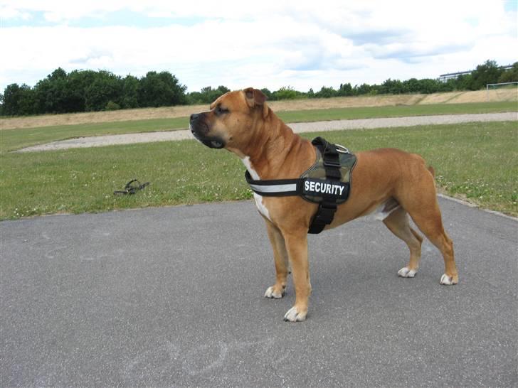 Amerikansk staffordshire terrier Cosmo (Tyson) R.I.P 30-6-2011 billede 6