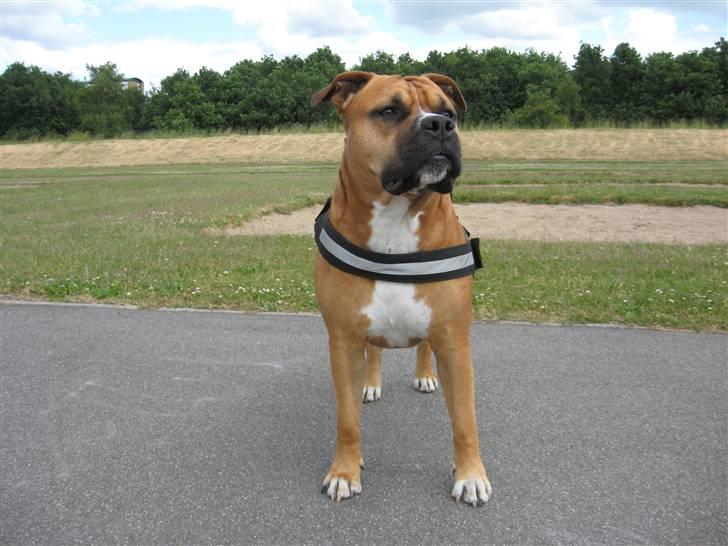 Amerikansk staffordshire terrier Cosmo (Tyson) R.I.P 30-6-2011 billede 7