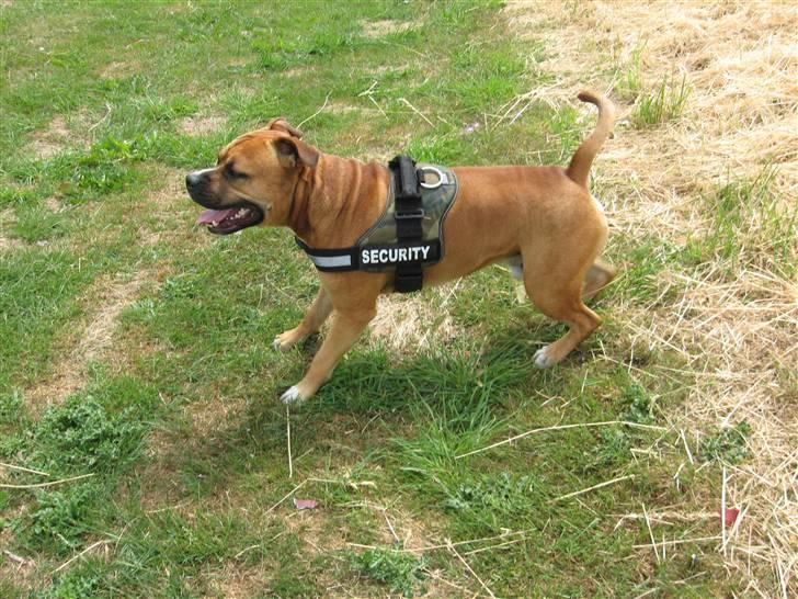 Amerikansk staffordshire terrier Cosmo (Tyson) R.I.P 30-6-2011 billede 8