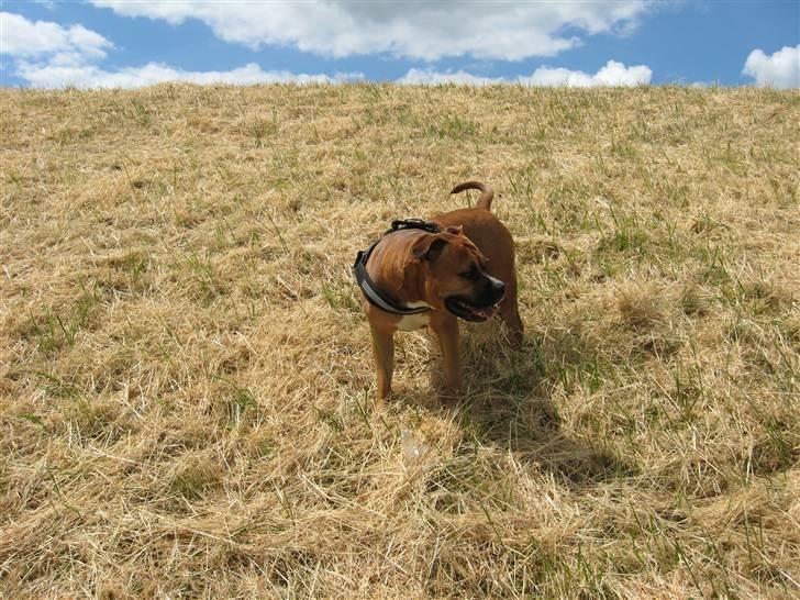 Amerikansk staffordshire terrier Cosmo (Tyson) R.I.P 30-6-2011 billede 9