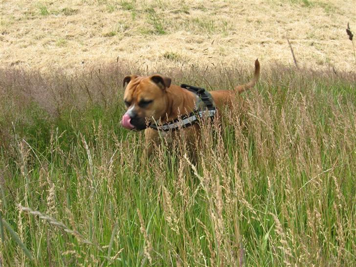 Amerikansk staffordshire terrier Cosmo (Tyson) R.I.P 30-6-2011 - Hvor er de de dumme mus billede 10