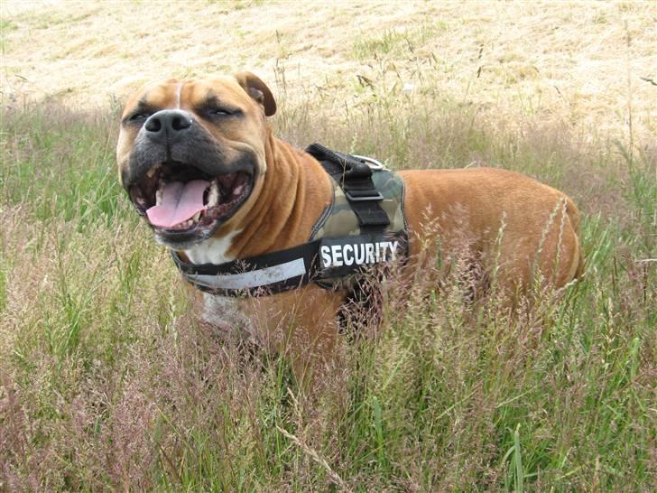 Amerikansk staffordshire terrier Cosmo (Tyson) R.I.P 30-6-2011 - Jeg er bare så lækker :o) billede 11