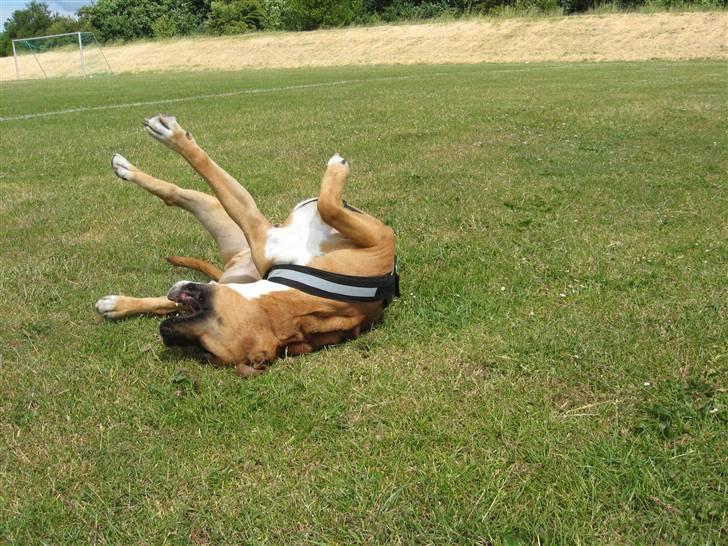 Amerikansk staffordshire terrier Cosmo (Tyson) R.I.P 30-6-2011 billede 12