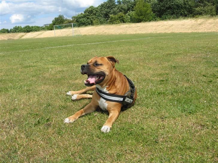 Amerikansk staffordshire terrier Cosmo (Tyson) R.I.P 30-6-2011 billede 13