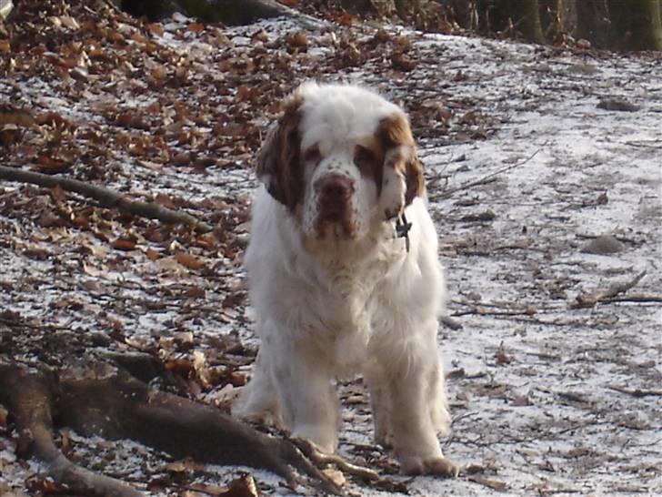 Clumber spaniel Ismo - Tur i Hareskoven 1. februar 2009 billede 1