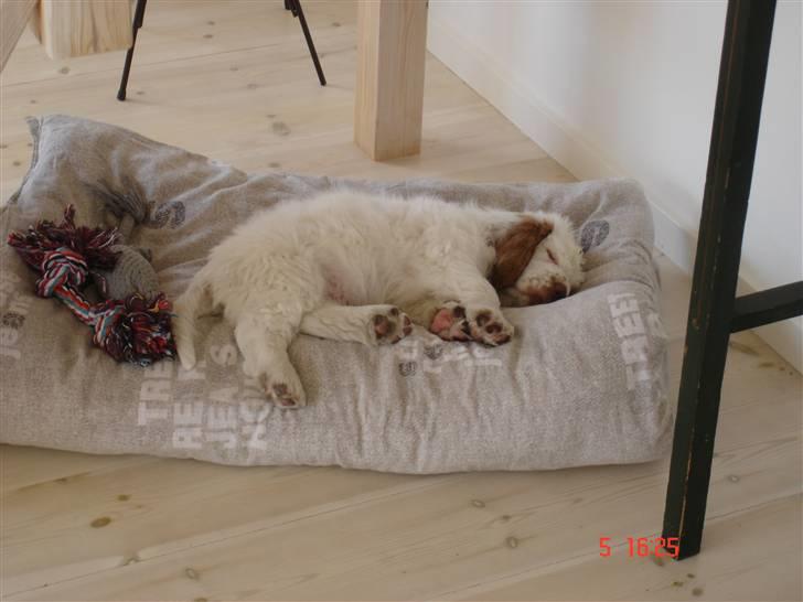 Clumber spaniel Ismo - Lille Ismo tager sig en slapper billede 2
