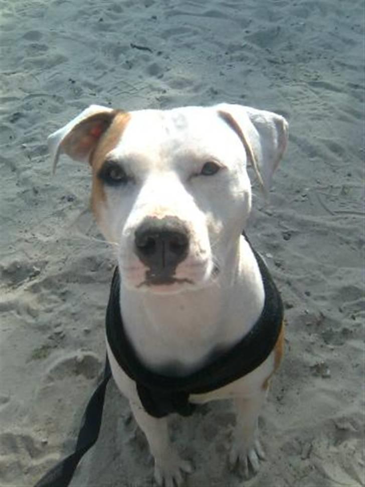 Amerikansk staffordshire terrier Lady (Himmelhund) - Ved Kvie sø billede 8