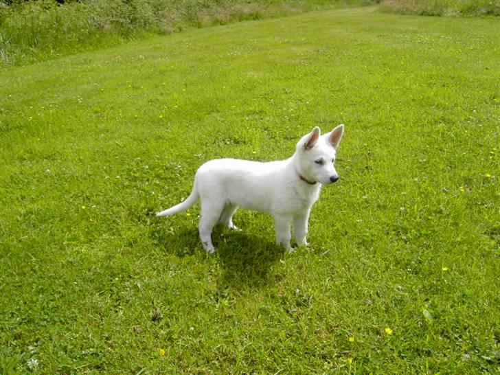 Hvid schæfer Tikka - Tikka er navnet..jeg er nu ni uger..fræk siger mor billede 1