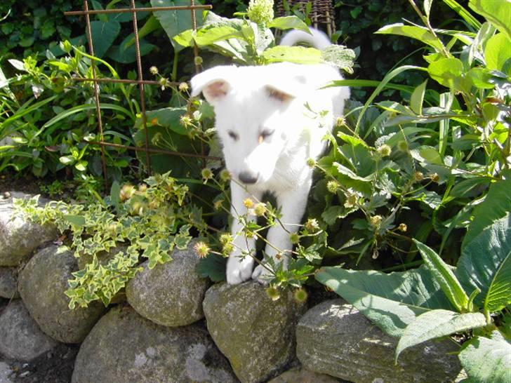 Hvid schæfer Tikka billede 2