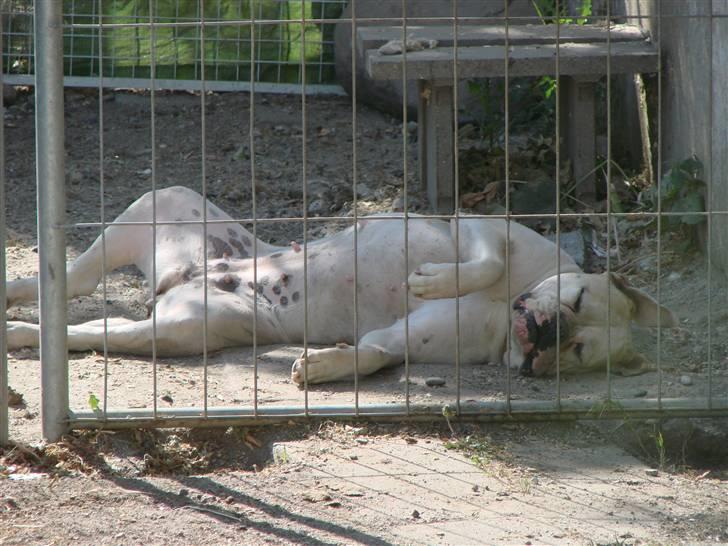 Amerikansk bulldog Papyja(Rest In Peace) billede 20