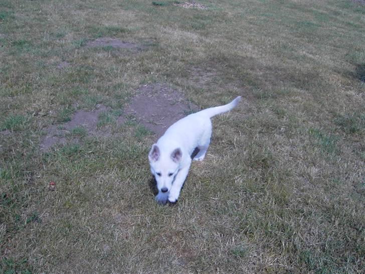 Hvid schæfer Tikka billede 3