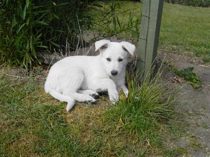 Hvid schæfer Tikka billede 4