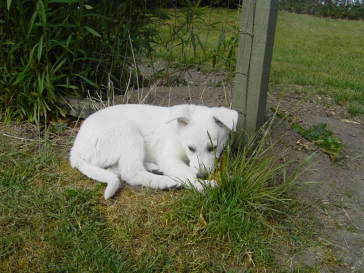 Hvid schæfer Tikka billede 5