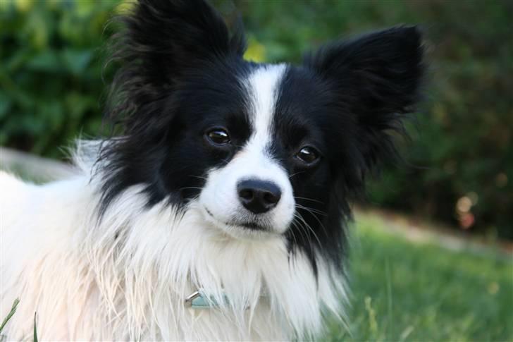 Papillon Axa's kejser billede 9