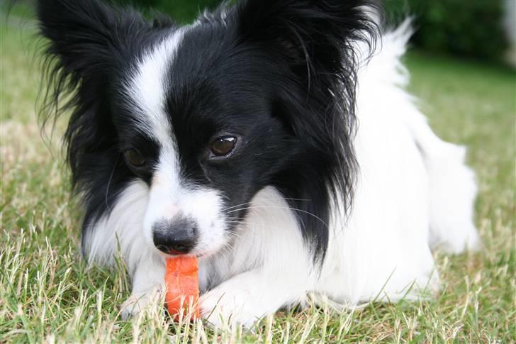 Papillon Axa's kejser billede 10