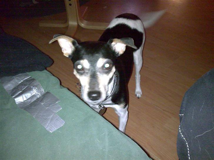 Dansk svensk gaardhund visp - vips her billede 2