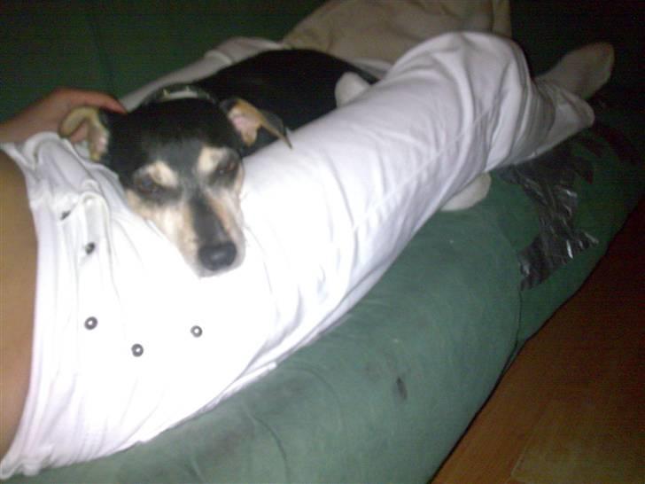 Dansk svensk gaardhund visp - det elske den af ligge billede 4