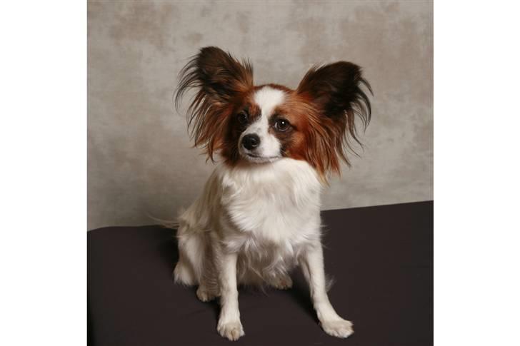 Papillon Azia billede 8