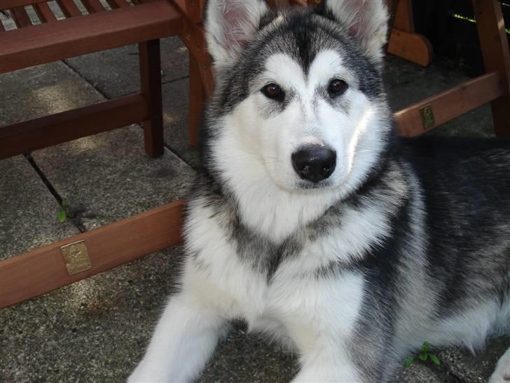 Alaskan malamute Venus R.I.P 29/11-'10 - Venus pigen 23 uger. billede 1