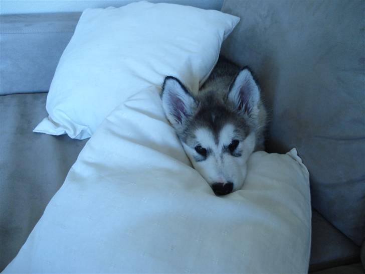 Alaskan malamute Venus R.I.P 29/11-'10 - Venus pigen 8 uger. billede 2