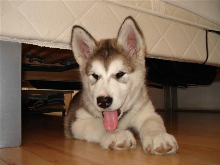 Alaskan malamute Venus R.I.P 29/11-'10 - Venus pigen 9 uger. billede 3