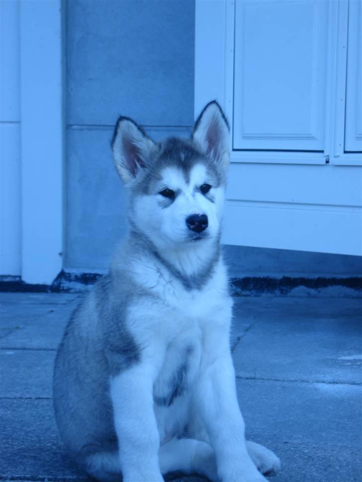 Alaskan malamute Venus R.I.P 29/11-'10 - Venus pigen 8 uger. billede 4