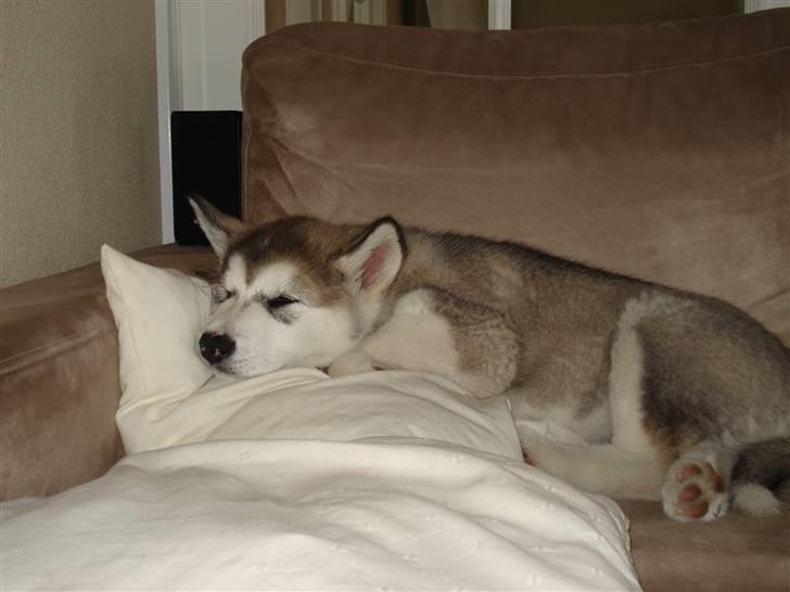 Alaskan malamute Venus R.I.P 29/11-'10 - Venus pigen 8 uger. billede 5