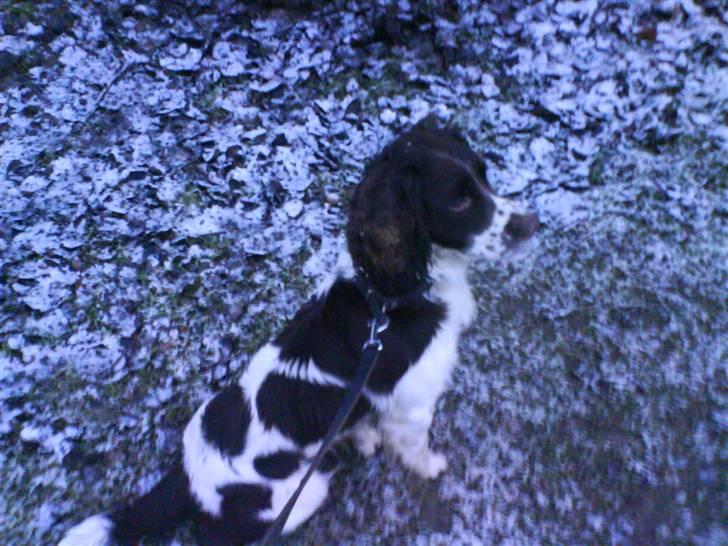 Engelsk springer spaniel Lucky<3 - Den første sne sidste år...;D billede 1