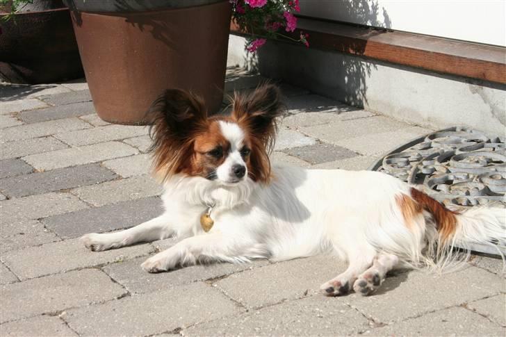 Papillon Azia billede 9