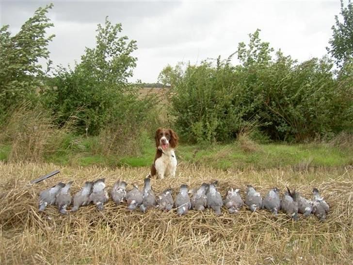Engelsk springer spaniel Lucky<3 - Uhadada Lucky.. Ja du er da go´! Eller lucky!! ;D haha<3 billede 2