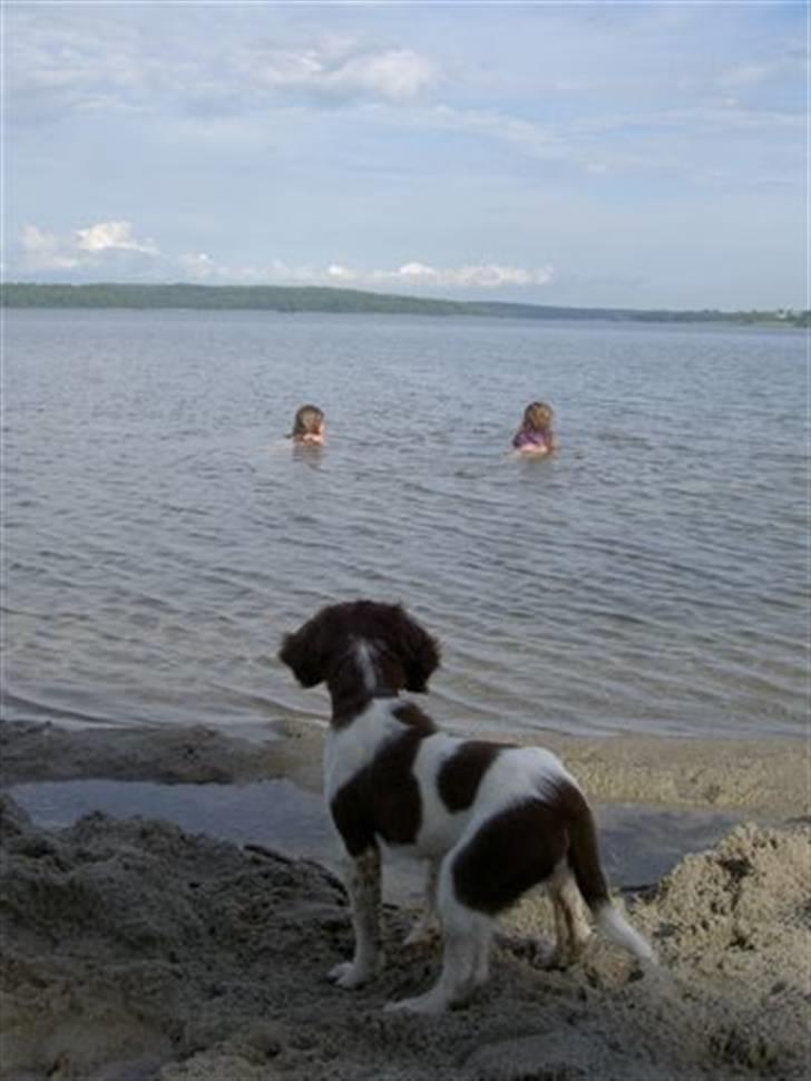Engelsk springer spaniel Lucky<3 - 11 måneder mener jeg at han er på det billede. billede 4