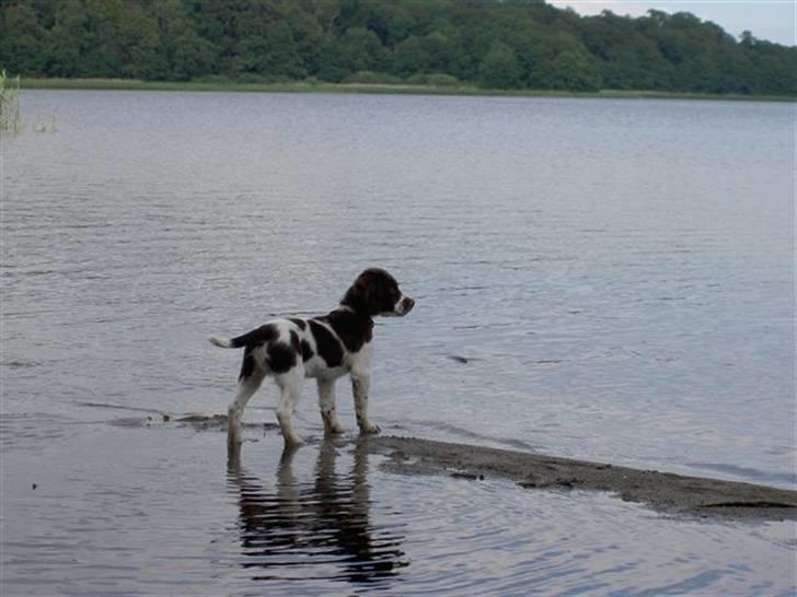 Engelsk springer spaniel Lucky<3 - 11 måneder er han vidst på det billede billede 5
