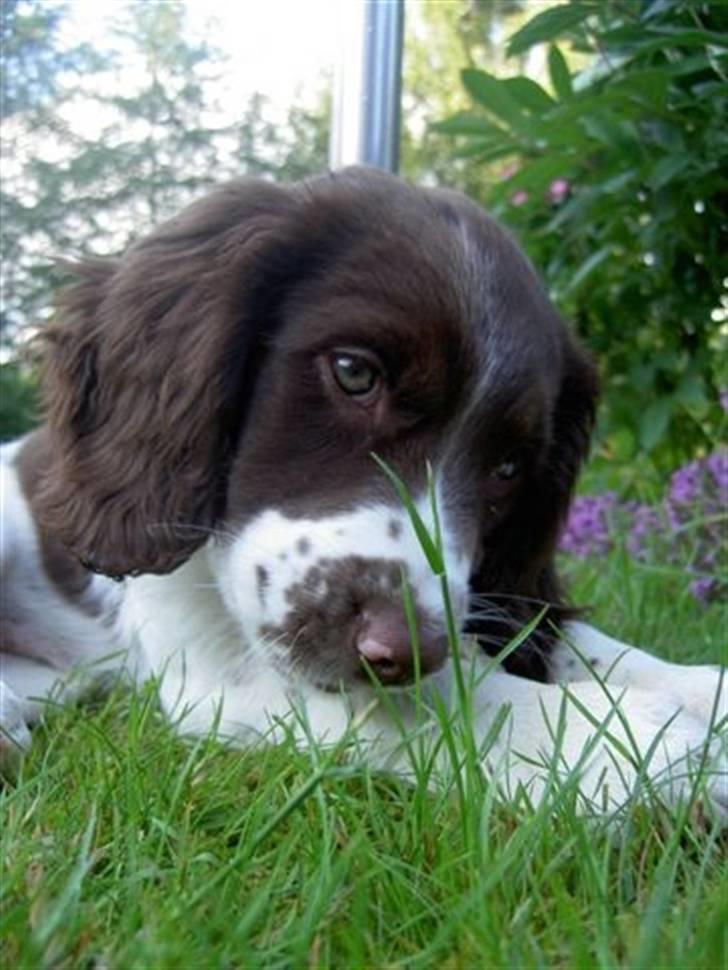 Engelsk springer spaniel Lucky<3 - Nårh hvor han kær!<3  billede 6