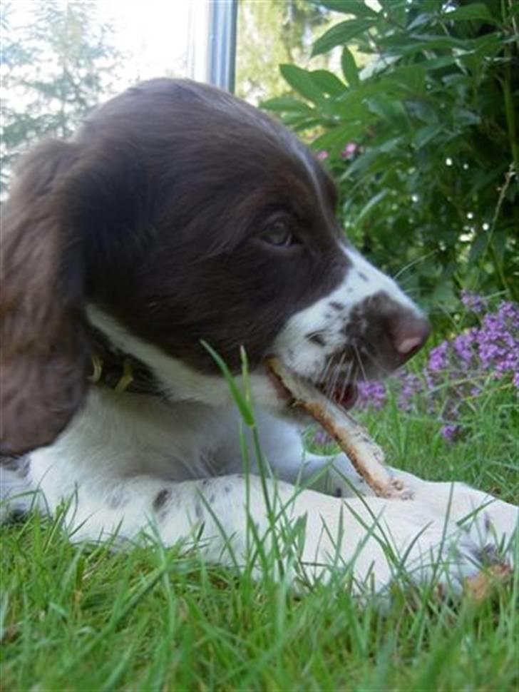 Engelsk springer spaniel Lucky<3 - tihi stadigvæk kær!<3 billede 7