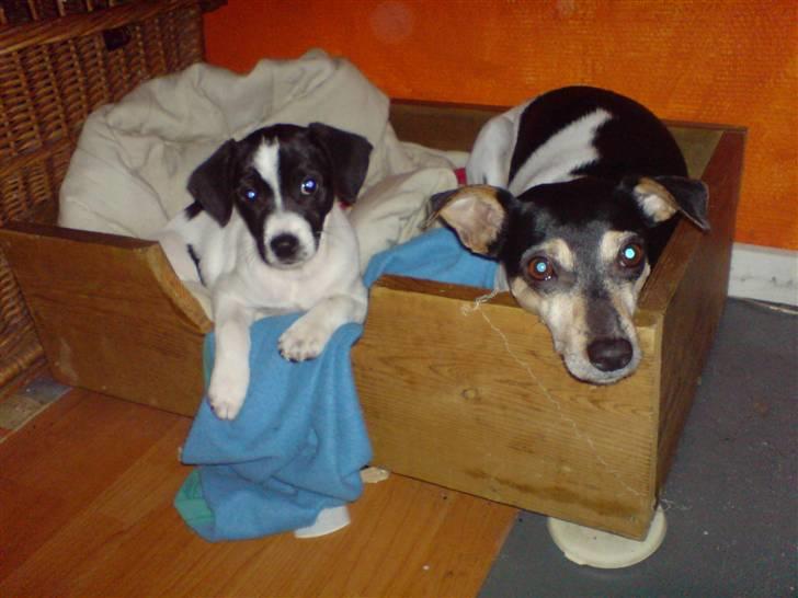 Dansk svensk gaardhund visp billede 5